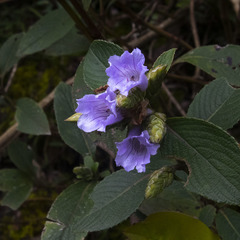 Strobilanthes foliosus