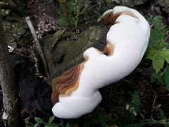 Ganoderma adspersum
