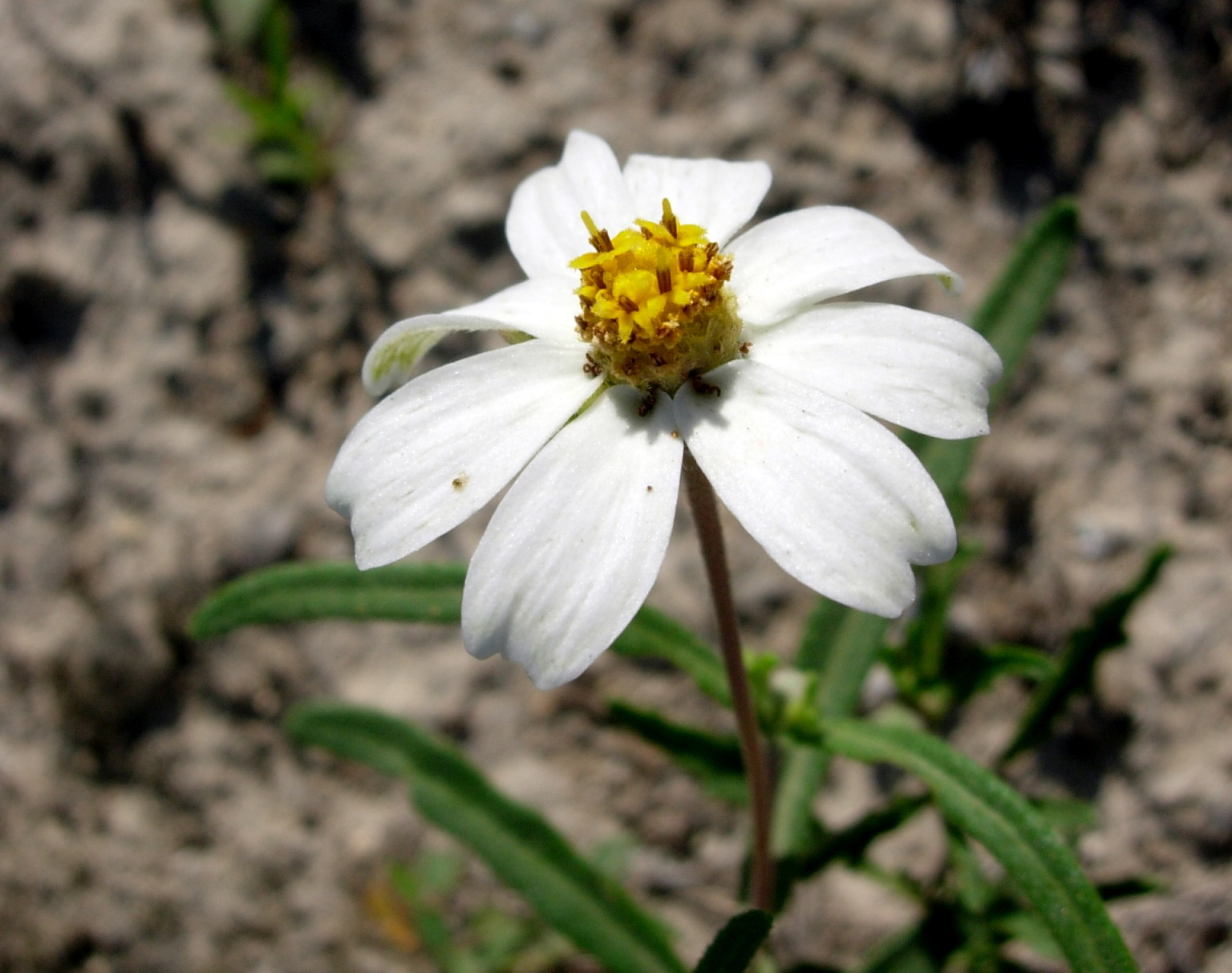 Melampodium