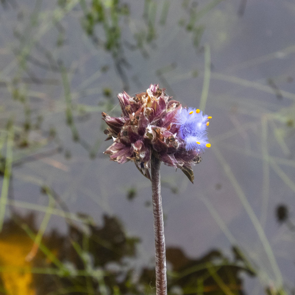 Wight's Dew-Grass