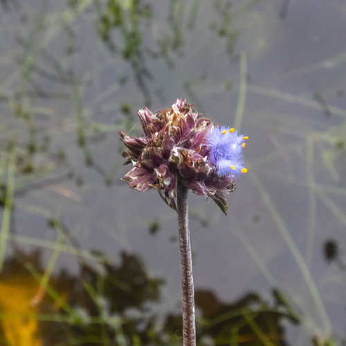 Wight's Dew-Grass (Cyanotis pilosa)