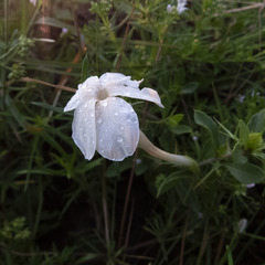 Barleria longiflora