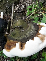 Ganoderma adspersum