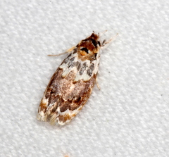 Piloprepes gelidella