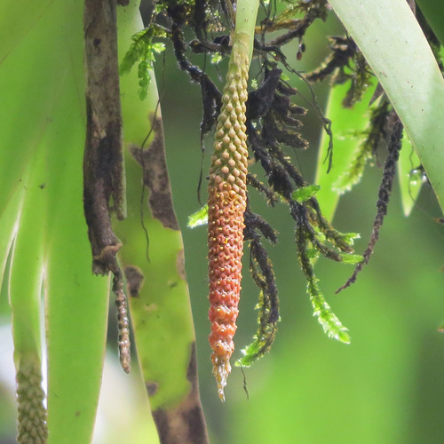 Oberonia brunoniana