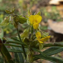 Crotalaria angulata