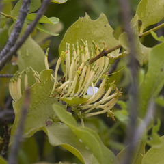 Dendrophthoe trigona