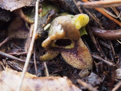 Asarum nipponicum nipponicum