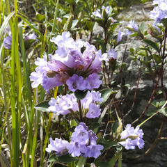Strobilanthes kunthiana