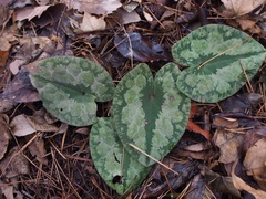 Asarum nipponicum nipponicum