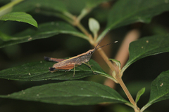Phlaeoba antennata