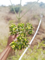 Kalanchoe brachyloba