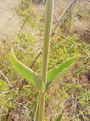 Kalanchoe brachyloba