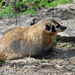 美洲獾属 - Photo (c) Heather Paul，保留部份權利CC BY-ND