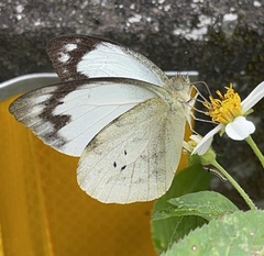Appias indra aristoxemus