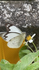 Appias indra aristoxemus