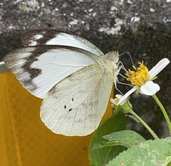Appias indra aristoxemus