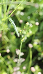 Hypericum attenuatum