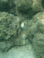 Parupeneus insularis