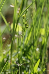 Hypericum attenuatum
