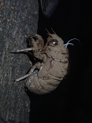 Platypleura kaempferi