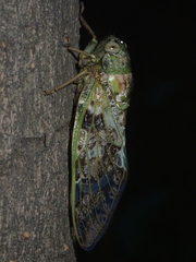 Platypleura kaempferi