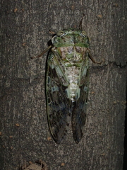 Platypleura kaempferi