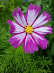 Cosmos bipinnatus