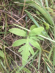 Onocleaceae