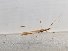 Neides aduncus
