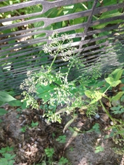 Chaerophyllum aromaticum