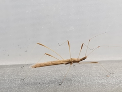 Neides aduncus