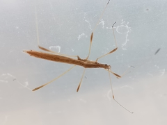 Neides aduncus