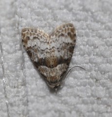Nola euraphes