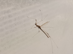 Neides aduncus