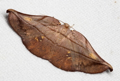Xenomusa metallica