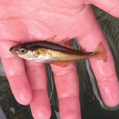 Pollachius pollachius