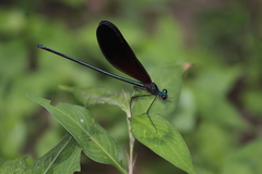 Atrocalopteryx atrata