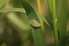 Psammotis pulveralis