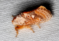 Pseudanapaea