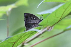Mahathala ameria