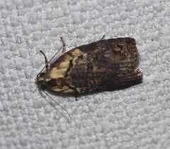 Cryptoptila australana