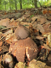 Geastrum rufescens