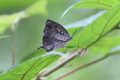 Mahathala ameria