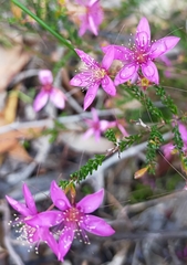 Calytrix fraseri