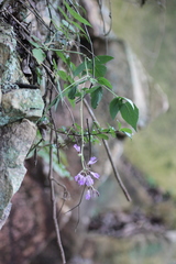 Salvia miltiorrhiza