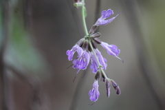 Salvia miltiorrhiza