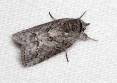 Nycteola polycyma