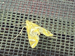 Margarosticha