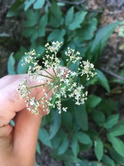 Chaerophyllum aromaticum